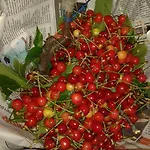 La Corte Capannori